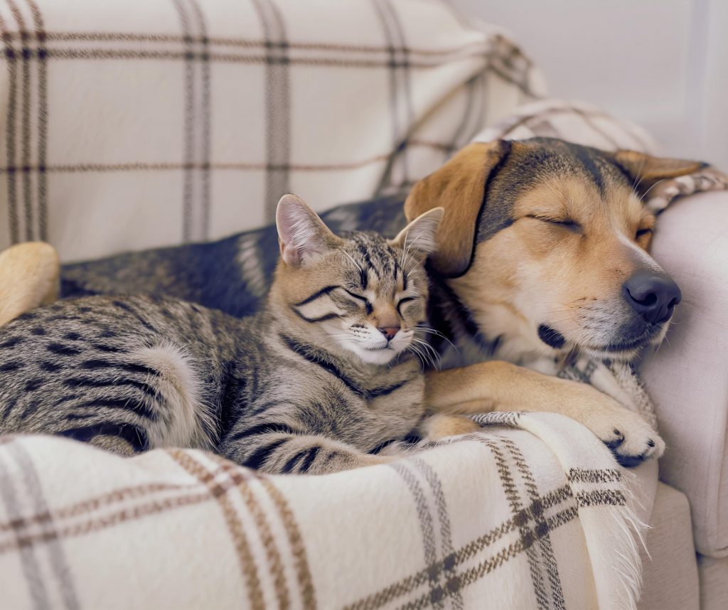 Haustierhaltung in der Mietwohnung – dulden oder verbieten? staffel (4)